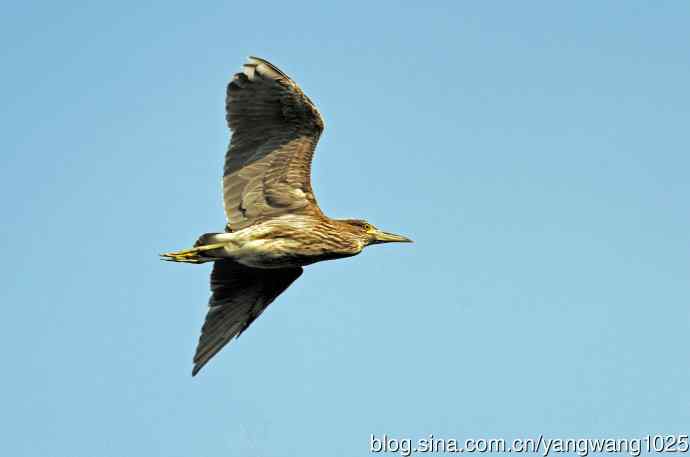 飞(夜鹭)72 飞(夜鹭)72