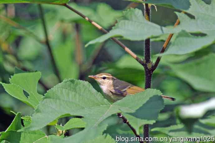 黄眉柳莺(25) 黄眉柳莺(25)