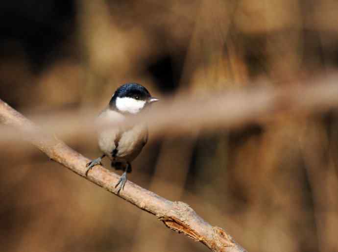 随走随拍（警觉的大山雀）