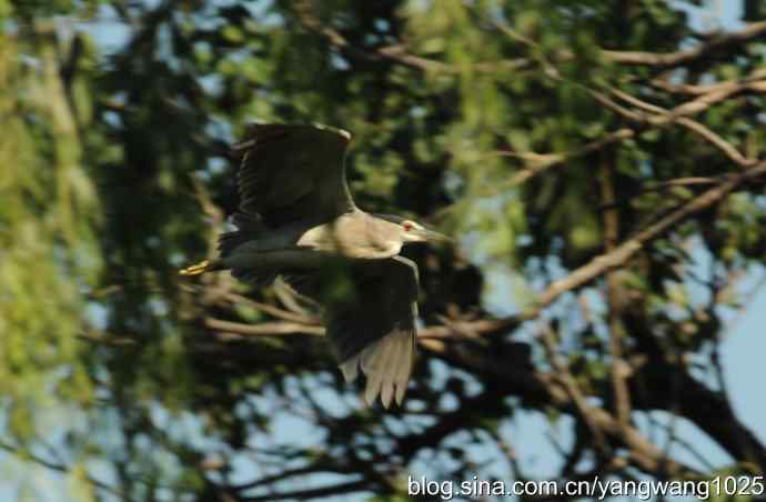 飞（夜鹭） wbr3