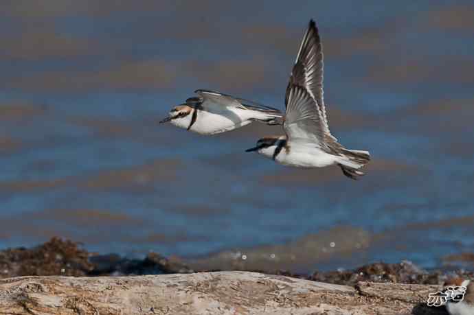 3月27日北京野鸭湖一组原画幅鸟片