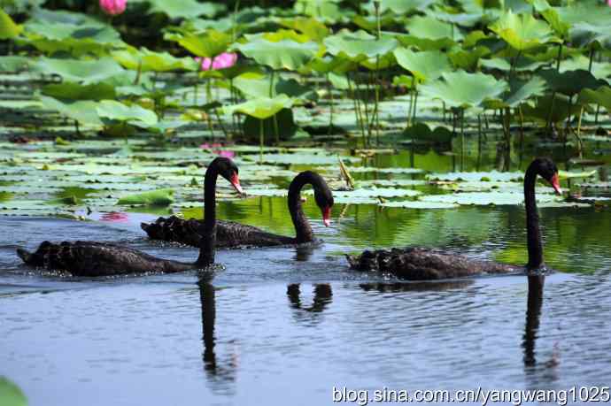 北京圆明园公园的鸟类——圆明园的黑天鹅（纪实篇）