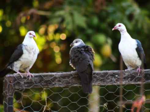 白头鸟系列：另类的美丽11（鸠鸽）