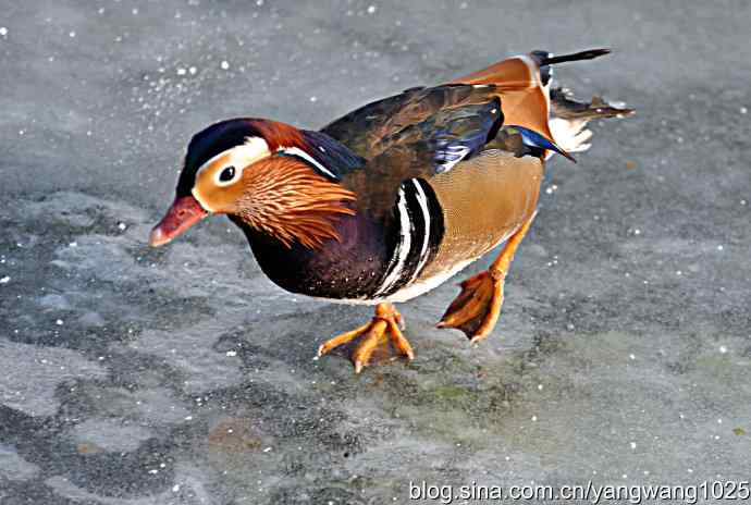 冰上的鸳鸯（雄性）