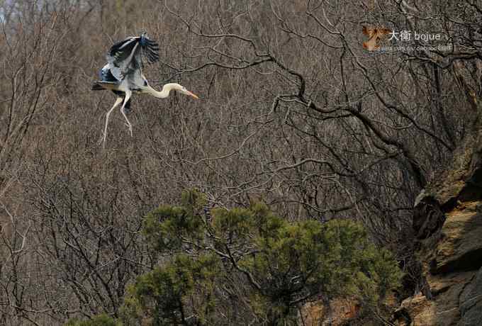 春天奏鸣曲：苍鹭的幸福生活