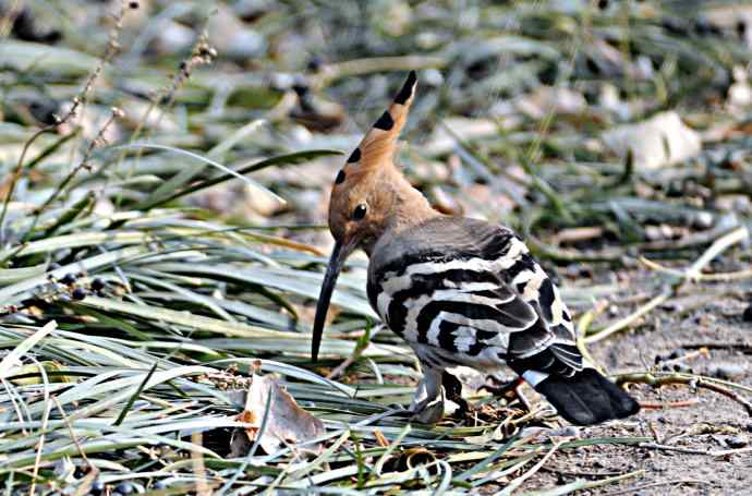 戴胜 wbr1 戴胜 wbr1