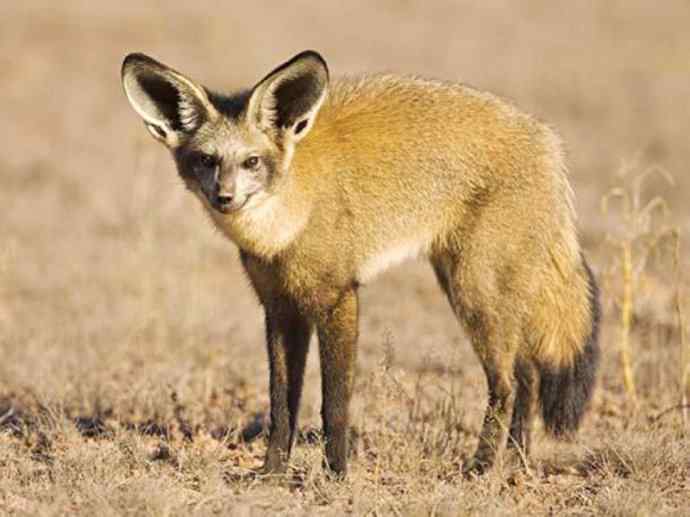 犬科：狐亚科之大耳狐