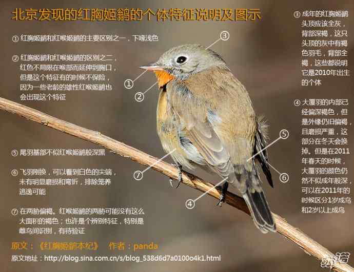 关注红胸姬鹟(2011年2月11日图片更新)