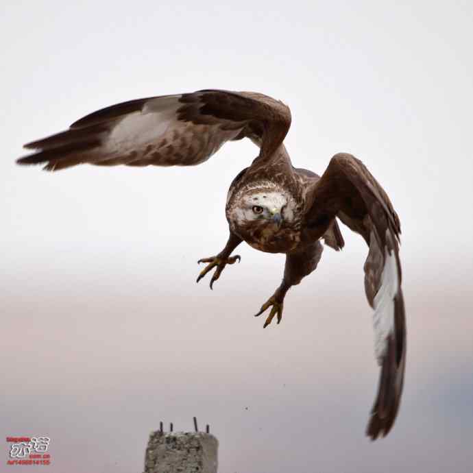 达里湖&nbsp;wbr路&nbsp;wbr大鵟