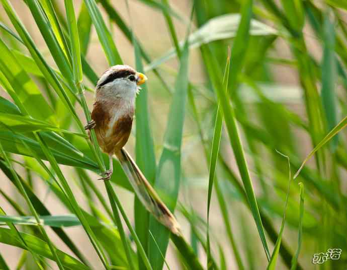 衡水湖&nbsp;wbr路&nbsp;wbr震旦鸦雀