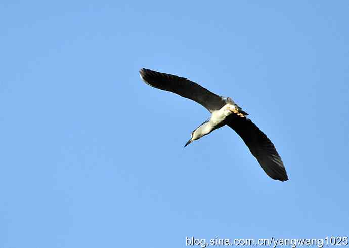 飞(夜鹭)18 飞(夜鹭)18