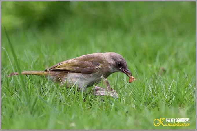 白头小鸟&bull;红嘴蓝鹊【照片】