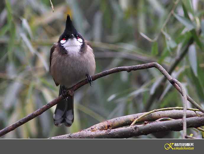 红耳鹎【实拍】