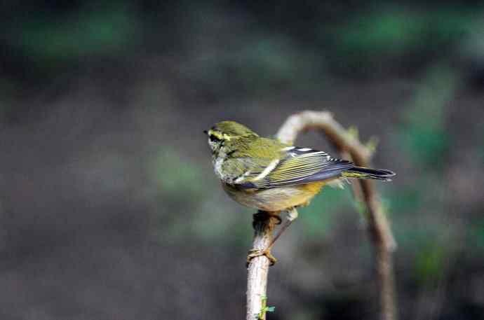 黄眉柳莺（16）