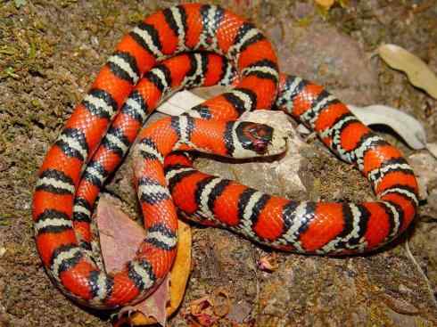 龙:传说的兽原型探秘(游蛇类) 龙:传说的兽原型探秘(游蛇类)