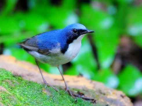 雀鸟也彪悍：谁怕谁（鹊鸲）