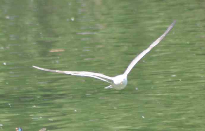 海鸥与打架的鸿雁 海鸥与打架的鸿雁
