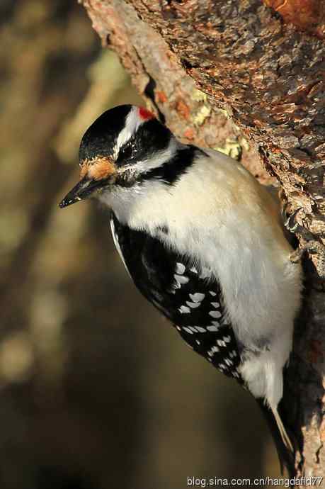 毛发啄木鸟（4）