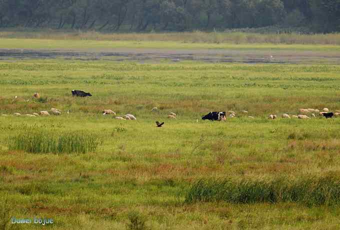 牛鹭两相伴 wbr景鸟一镜收 牛鹭两相伴 wbr景鸟一镜收