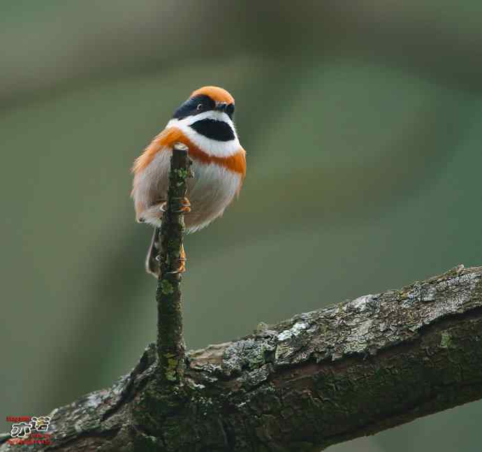 洋县的红头长尾山雀