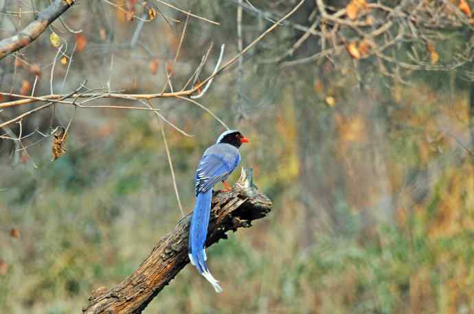 红嘴蓝鹊(13) 红嘴蓝鹊(13)