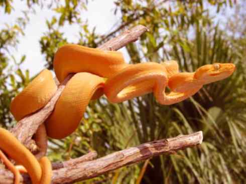 龙：传说的兽原型探秘（树蚺类）