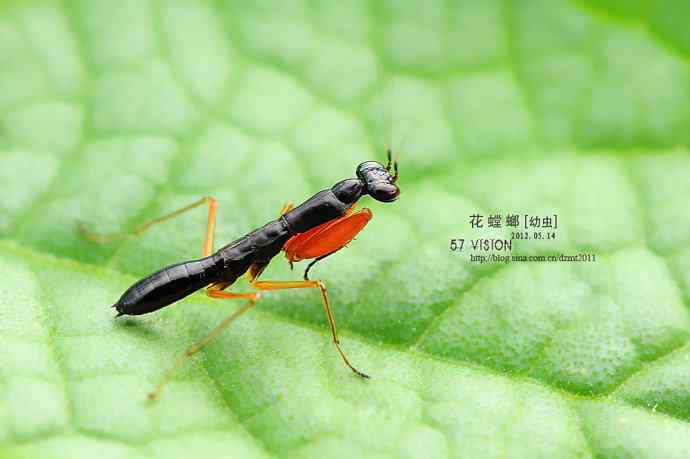 虫虫世界鈥斺敾耄ㄓ壮妫