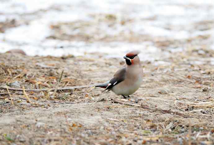 太平鸟(4) 太平鸟(4)