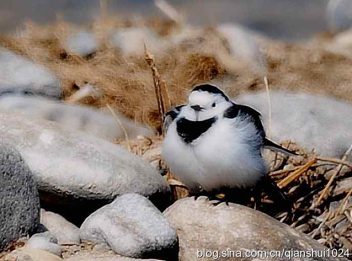 爱干净的小鹡鸰(十渡) 爱干净的小鹡鸰(十渡)