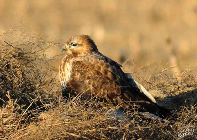 官厅水库&nbsp;wbr路&nbsp;wbr毛脚鵟