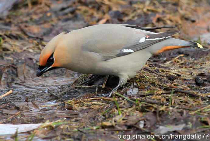波希米亚太平鸟