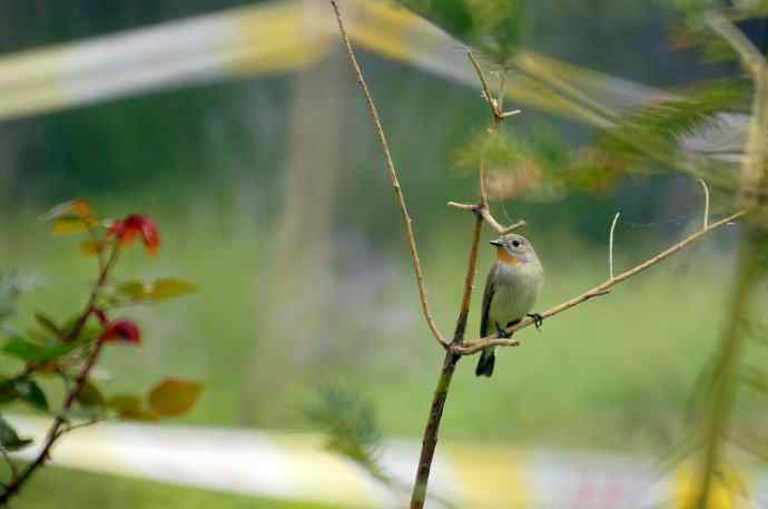 五一拍了几只鸟