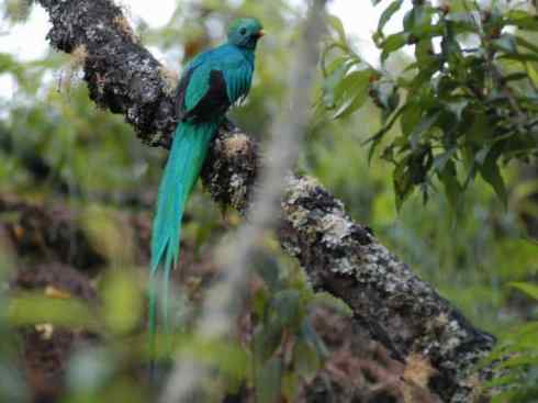 鸟类之最：凤尾绿咬鹃