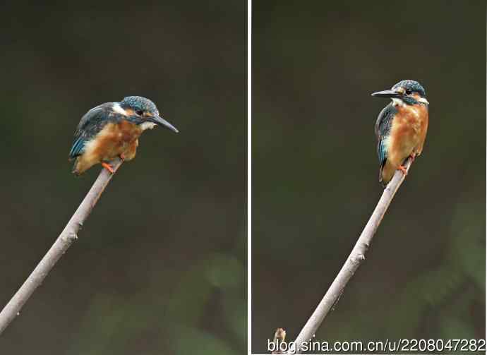 224.可爱小翠---翠鸟之吻