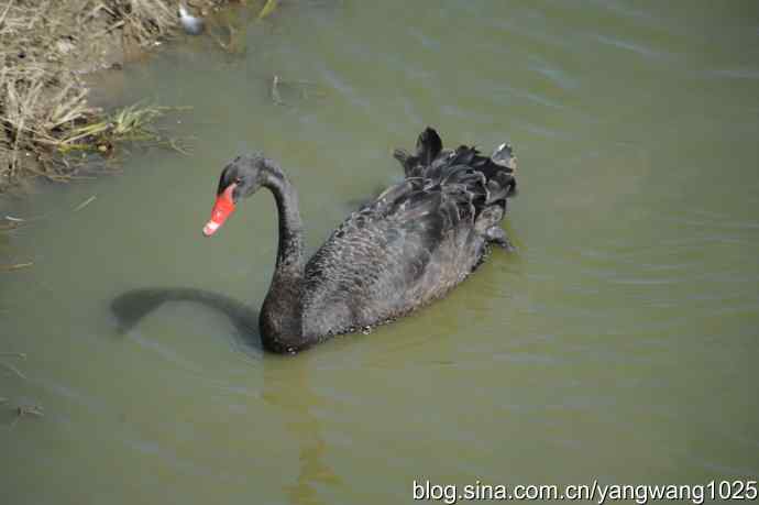 再游麋鹿苑（黑天鹅篇）