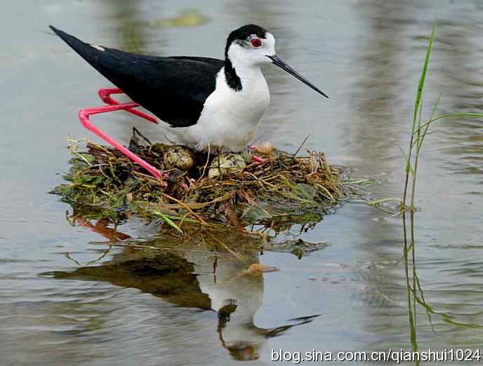 美丽优雅黑翅长脚鹬,就要当爸爸妈妈了