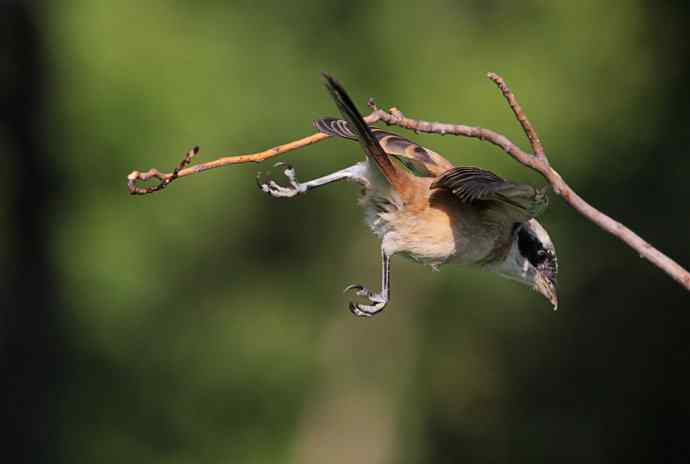 小伯劳长成(4)  独立 特写
