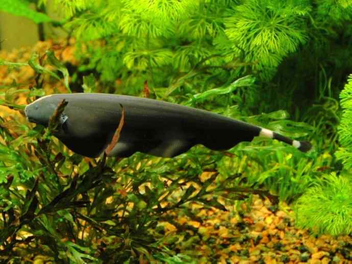 鱼类活化石：裸臀鱼