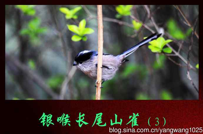 银喉长尾山雀(3) 银喉长尾山雀(3)