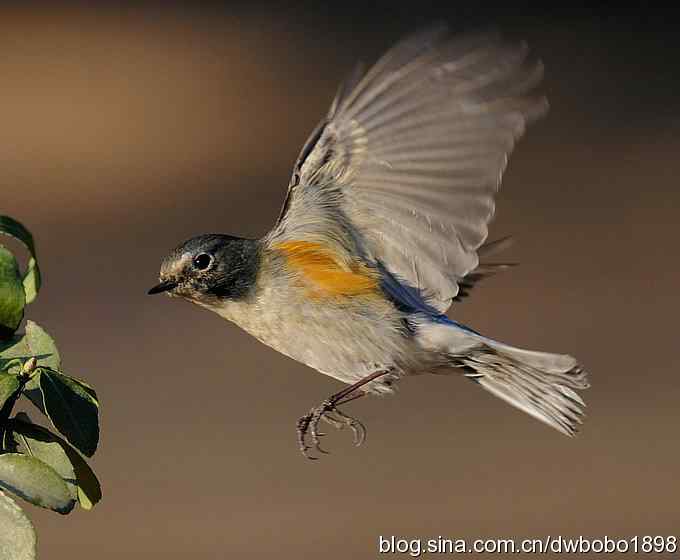 大卫携红胁GG飞版拜年