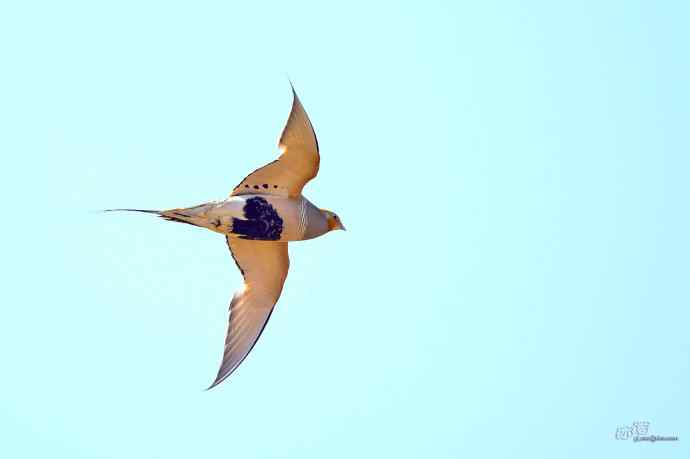 小嘴小脚——毛腿沙鸡