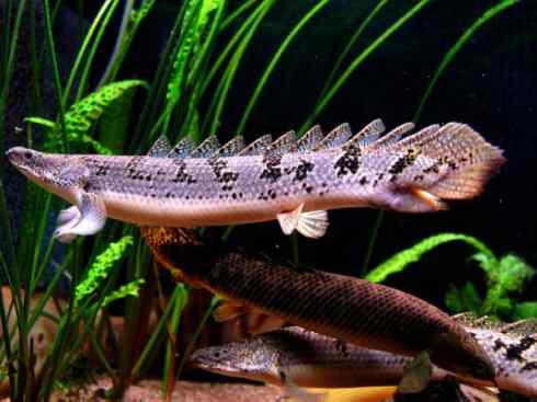 鱼类活化石:多鳍鱼 鱼类活化石:多鳍鱼