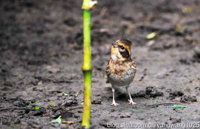 雌性黄喉鹀（1）