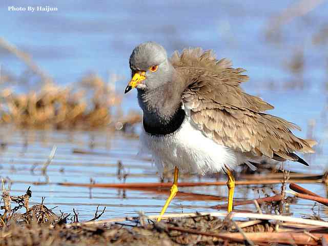 风乍起 wbr吹皱一湖碧水(观赏灰头麦鸡)