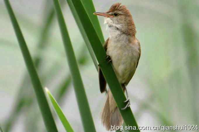 新识大苇莺(奥体公园)