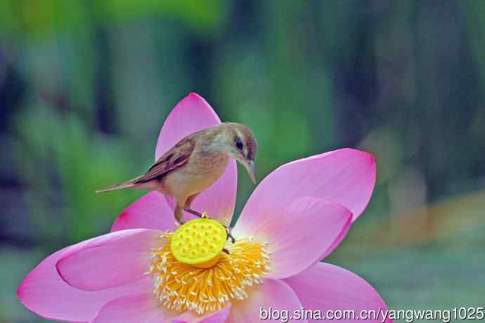 东方大苇莺与荷花（6）