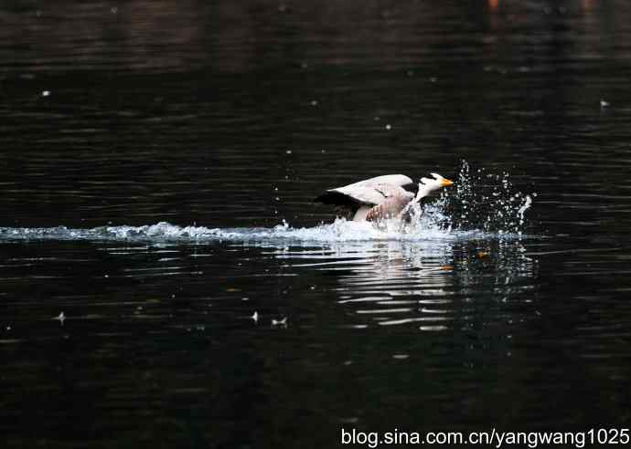 斑头雁（抓拍）4