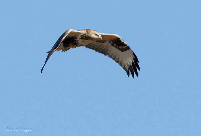 穿越大风车的草原大猛 穿越大风车的草原大猛