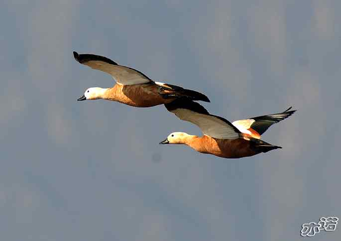 官厅水库&nbsp;wbr路&nbsp;wbr飞行的鸟儿