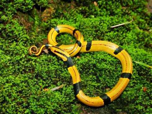 龙:传说的兽原型探秘(游蛇类) 龙:传说的兽原型探秘(游蛇类)